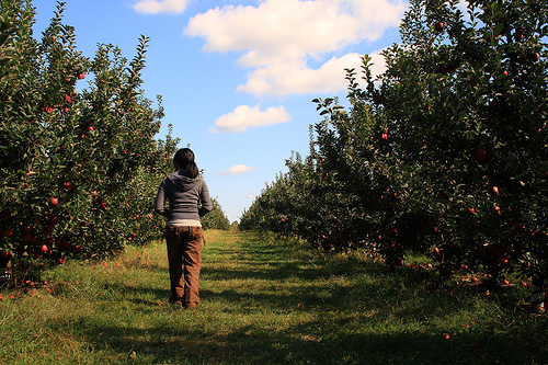 Apple orchard, NOT the back of our grocery store.